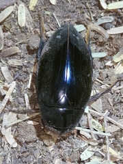Hydrophilus insularis