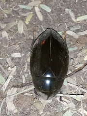 Hydrophilus insularis