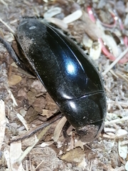 Hydrophilus insularis