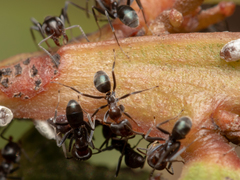 Iridomyrmex rufoniger