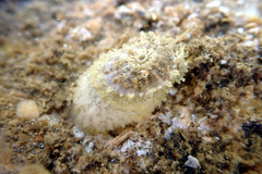 Amblychilepas nigrita