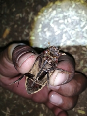 Hydrophilus insularis