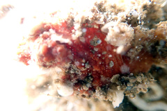 Pyuridae