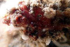 Pyuridae