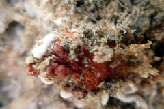 Pyuridae