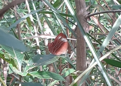 Abisara saturata
