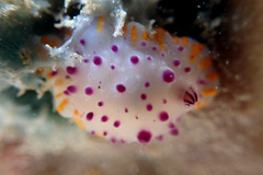 Mexichromis macropus