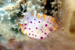 Mexichromis macropus