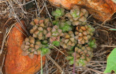 Anacampseros decapitata