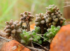 Anacampseros decapitata