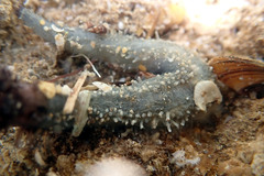 Neoamphicyclus mutans