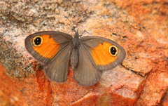 Paternympha narycia
