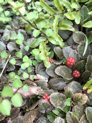 Gunnera hamiltonii