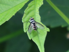 Zosteromeigenia mima