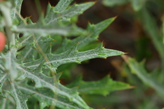 Berkheya carlinopsis magalismontana