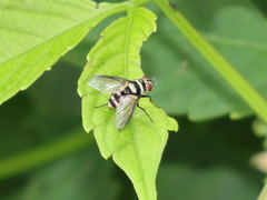 Zosteromeigenia mima