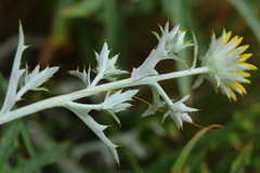 Berkheya carlinopsis magalismontana
