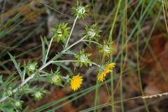 Berkheya carlinopsis magalismontana