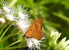 Hesperiinae