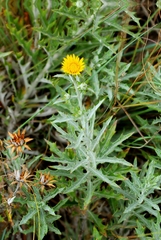 Berkheya carlinopsis magalismontana