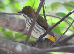 Dicaeum chrysorrheum