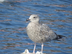 Larus