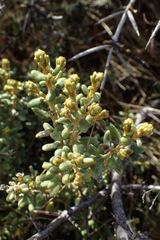 Olearia cymbifolia