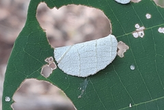 Mooreana trichoneura