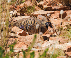 Geophaps plumifera leucogaster