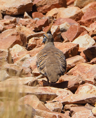 Geophaps plumifera leucogaster