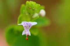 Aeollanthus buchnerianus