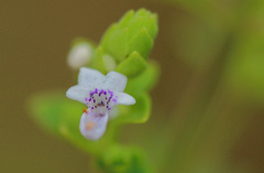 Aeollanthus buchnerianus