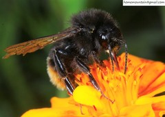 Bombus coreanus