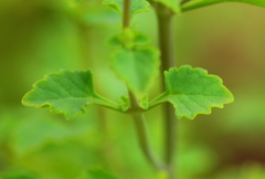 Aeollanthus buchnerianus