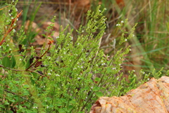 Aeollanthus buchnerianus