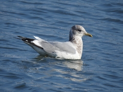 Larus canus