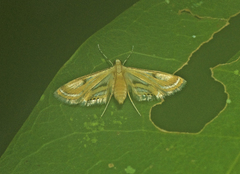 Margarosticha