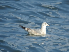 Larus canus