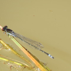Pseudagrion hamoni