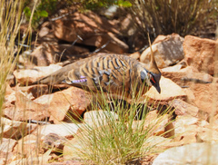 Geophaps plumifera leucogaster