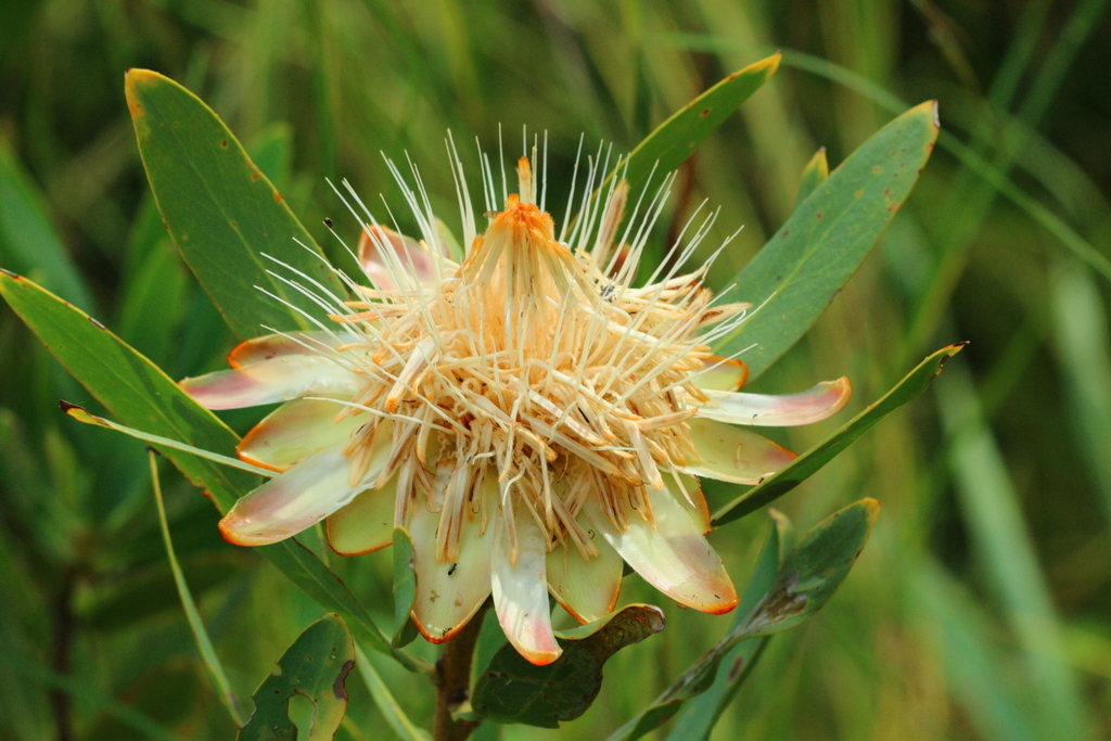 African sugarbush