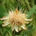 Protea gaguedi - Photo (c) tjeerd, algunos derechos reservados (CC BY-NC), subido por tjeerd
