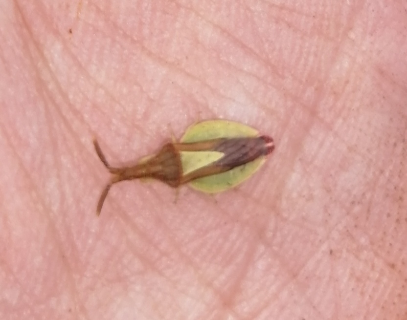Cloak Ambushbugs