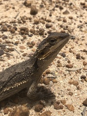 Pogona minor