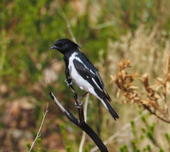 Melanodryas cucullata westralensis