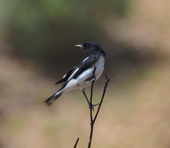 Melanodryas cucullata westralensis