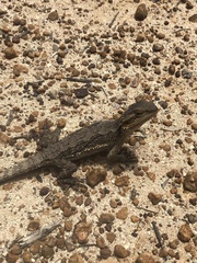 Pogona minor