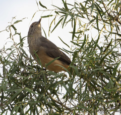 Colluricincla harmonica rufiventris