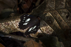 Oxeoschistus tauropolis tauropolis