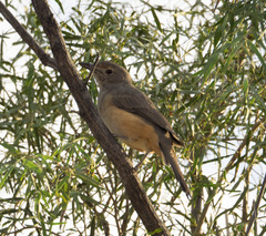 Colluricincla harmonica rufiventris